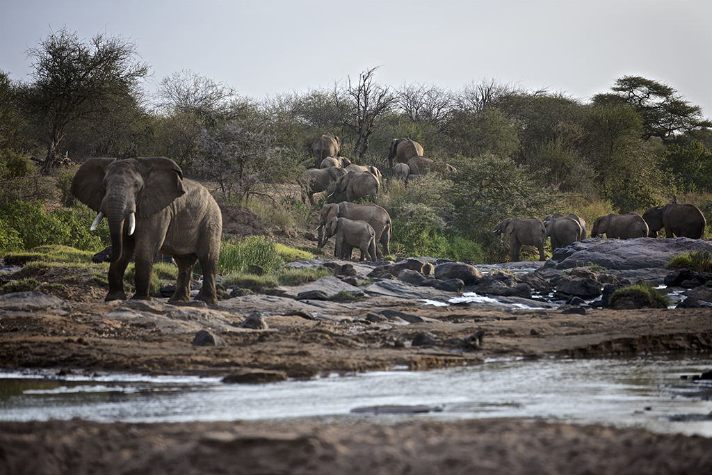 Elephant herd at the river